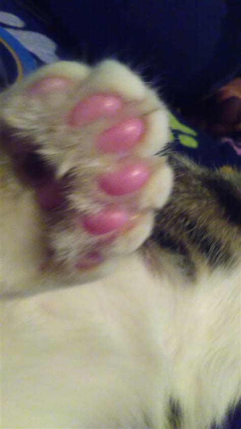 My Cousins Cat Has 6 Toes On Each Back Paw Rcat