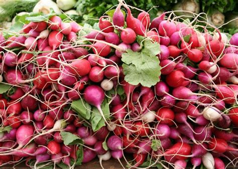 Radishes: Planting, Growing, and Harvesting Radishes | The Old Farmer's ...