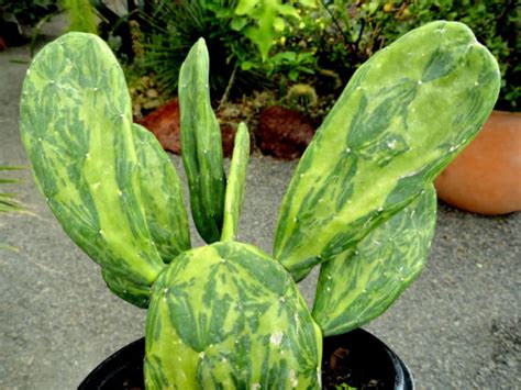 Opuntia Cochenillifera Variegata Warm Hand Cactus World Of Succulents