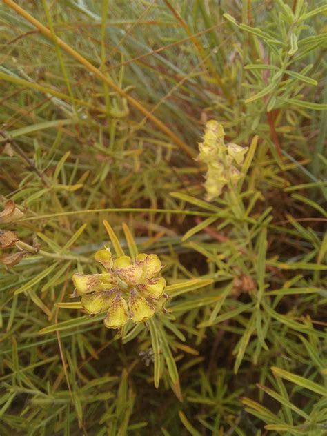 Dicots From Westonaria South Africa On March At Am By