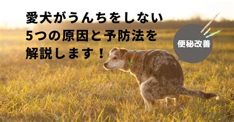 【便秘改善】犬がうんちをしない5つの原因と予防法を解説します！ フレンチブルドッグの秘密の世界