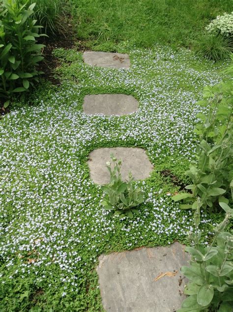 Blue star creeper blooms of small blue flowers | Ground cover seeds, Front yard, Backyard