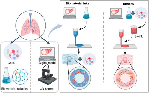 Frontiers Emerging Toolset Of Three Dimensional Pulmonary Cell