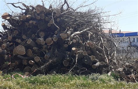 Mercuri Associazione Lamezia Libera Su Verde Pubblico Piantumare