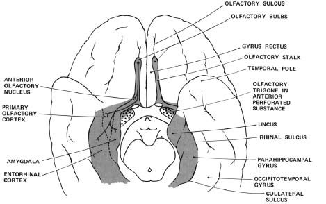 Olfactory Nerve | Radiology Key