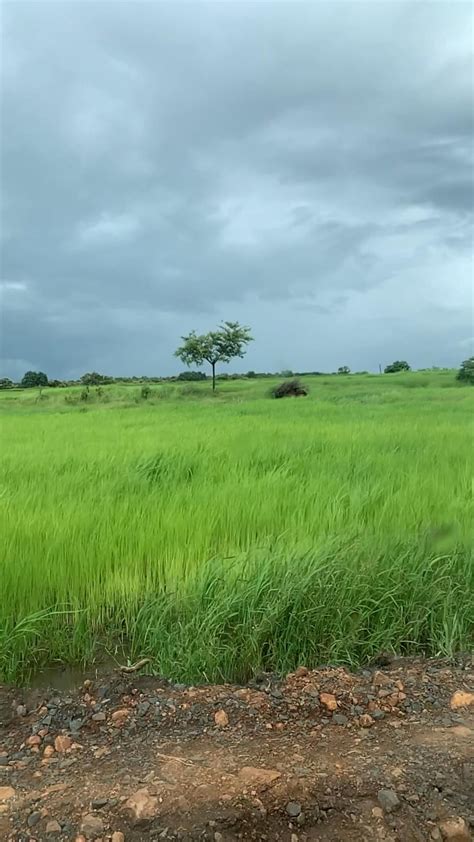 Grasslands Of India Artofit