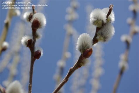 Plantfiles Pictures Salix Species American Pussy Willow Glaucous