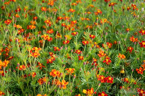 Fl Yelsblomst Burning Embers Tagetes Patula Kologiske Fr