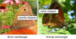 Oranje Zandoogje Vlinders Natuur Dichtbij