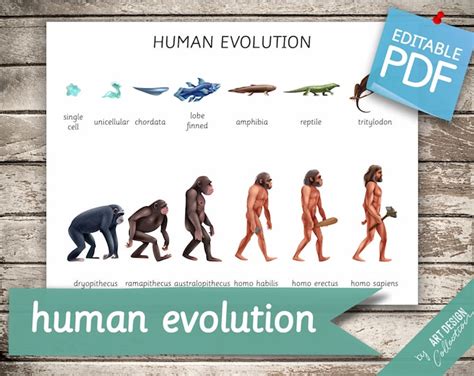 Evolution Of Humankind Science Skulls Of Ancestors Pen And Ink Giclee