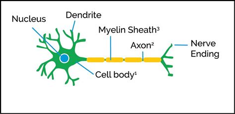 Cmt 101 Understanding Cmt And The Peripheral Nervous System Cmt