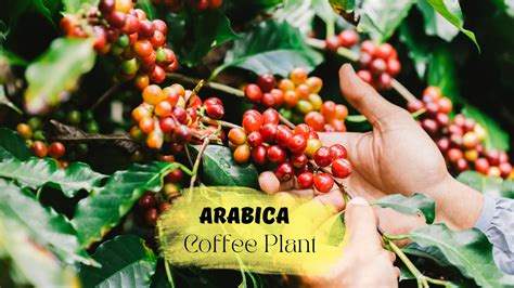 Arabica Coffee Plant: Growth, Maintenance and Care