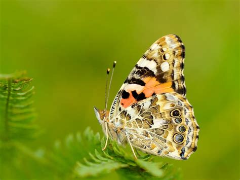 Painted Lady Butterfly Conservation