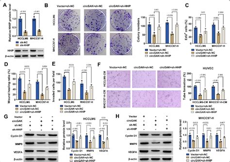 The Effects Of Circgak Hhip Axis On Hcc Cell Malignant Potential A