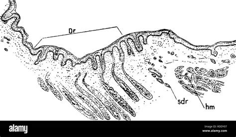 The Mammary Apparatus Of The Mammalia In The Light Of Ontogenesis