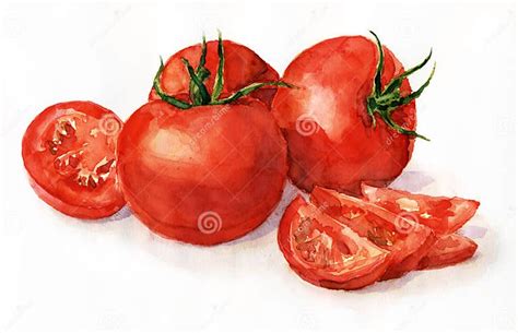 Watercolor tomatoes stock illustration. Illustration of tomatoes - 20075352