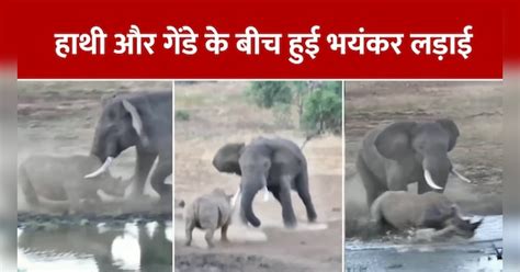 Hathi Ka Video हाथी और गेंडे की लड़ाई में घायल हुआ बच्चा देखें वायरल