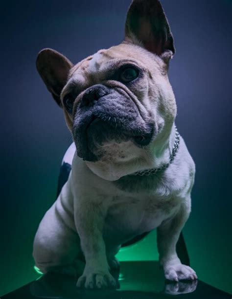 Premium Photo Close Up Of French Bulldog Dog