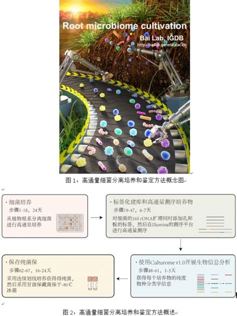 国科大博士生导师白洋研究组在高通量分离培养和鉴定根系细菌的方法取得新进展