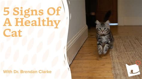 Cat Care Tips 5 Signs Of A Healthy Cat Bella Duke YouTube