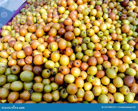 Ziziphus Mauritiana Also Known As Ber Chinee Apple Jujube Indian