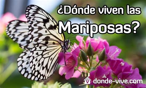 D Nde Viven Las Mariposas Descubre Su H Bitat