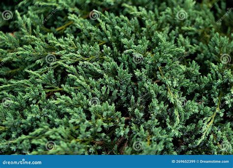 Thuja Texture Royalty Free Stock Photo CartoonDealer 49767435