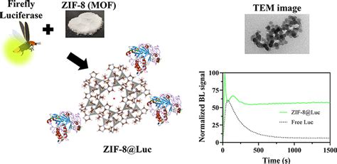 Novel Nanozeolitic Imidazolate Framework ZIF 8 Luciferase