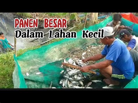 Berburu Ikan Sisa Panen Buri Youtube