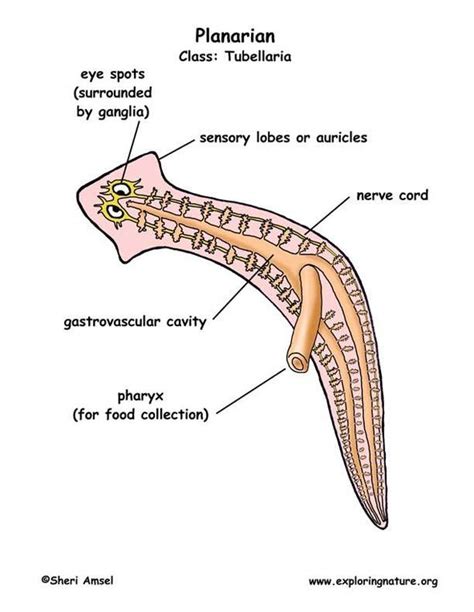 Excretion - Leeches