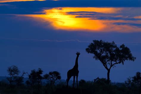 A Giraffe at Sunset wallpaper - Happywall