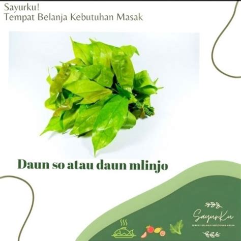 Jual Daun So Atau Daun Mlinjo Per Bungkus Shopee Indonesia