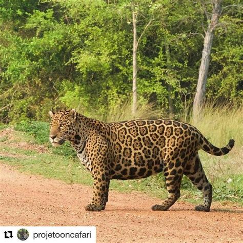 Pantanal On Instagram Repost Projetooncafari With Repostapp