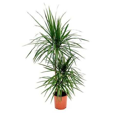 Red Edge Dracaena