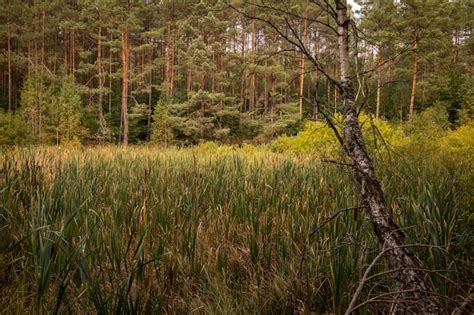 Premium Photo Scenic View Of Forest