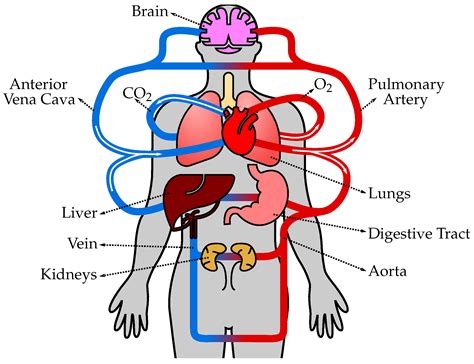 Biology Free Full Text Modeling Dynamics Of The Cardiovascular