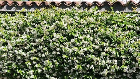 Jasmim Dos Poetas Muro - Jasmim dos Poetas: Como Cuidar Dessa Planta Perfumada