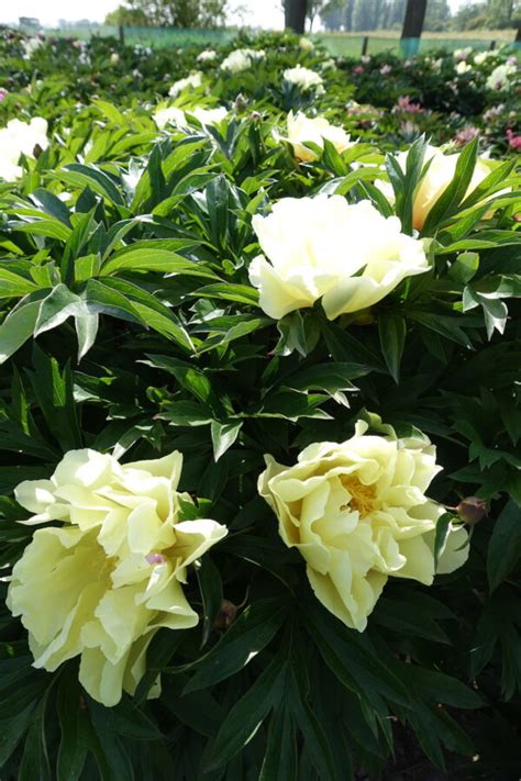 Itoh Peony Lemon Dream Mid Green Works Specialist In Peonies