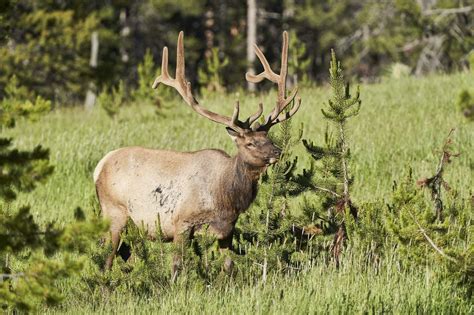 Limited Licenses For Pa Elk Hunt Provides Exotic Opportunity For