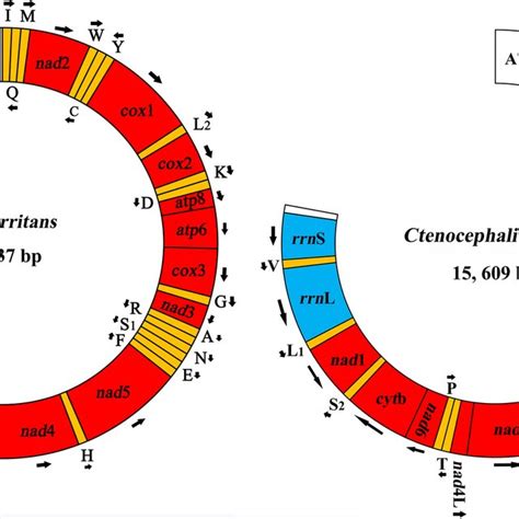 Phylogenetic relationships among 52 species of Endopterygota insects ...