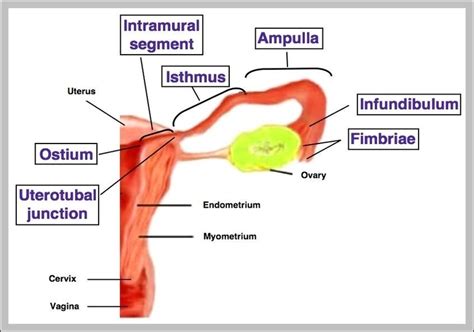 Function Of The Fallopian Tubes Image Graph Diagram