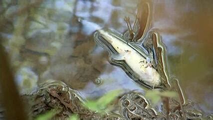 Moradores registram mortandade de peixes no Rio São José dos Dourados