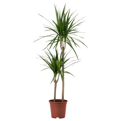 Dracaena Marginata Potted Plant Dragon Tree Stem Cm Ikea