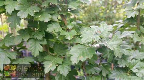 Crataegus laevigata- Pauls Scarlet Hawthorn - Blerick Tree Farm