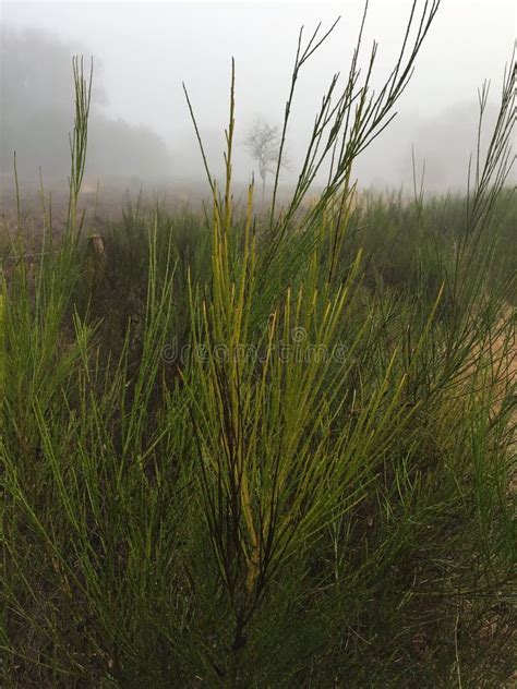 Green plant in moorland stock photo. Image of moorland - 83675010