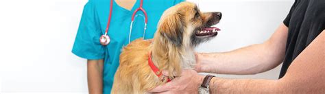 Animal Hospital Surfside Small Affordable And Emergency Animal Hospital