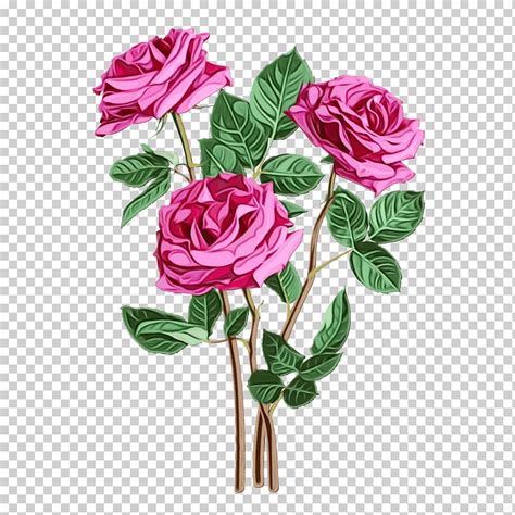 Rosas de jardín Acuarela Pintura Tinta húmeda Flor Rosa Planta