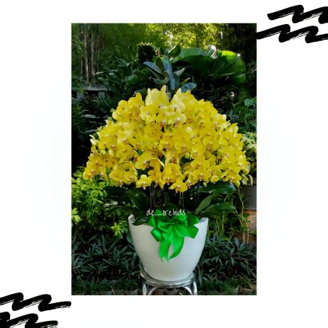 Anggrek Bulan Dewasa Jumbo Isi 30 Pohon Warna Kuning De Orchids