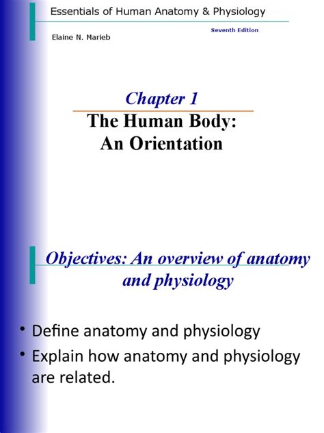 Anaphy Chapter 1 The Human Body Pdf Homeostasis Human Body