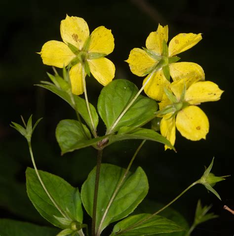 Lysimachia Ciliata Fringed Yellow Loosestrife